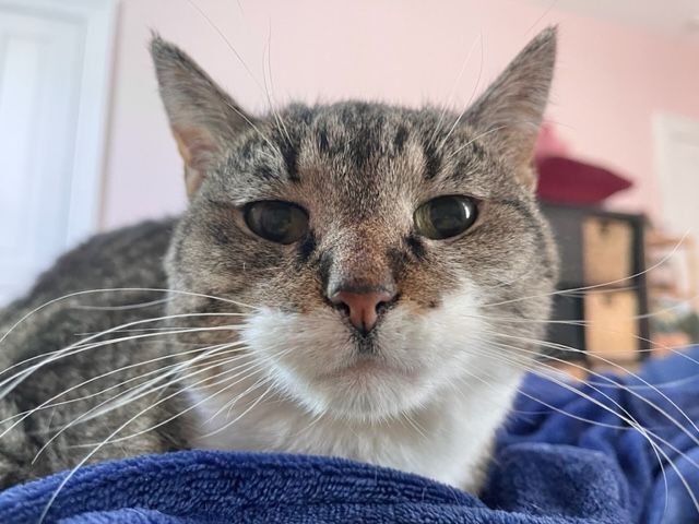 Daisy, a Adopted Domestic Short Hair in Milwaukee, WI image 1/12