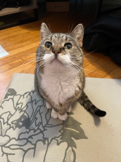 Daisy, a Adopted Domestic Short Hair in Milwaukee, WI image 2/12