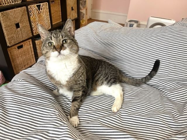 Daisy, a Adopted Domestic Short Hair in Milwaukee, WI image 3/12