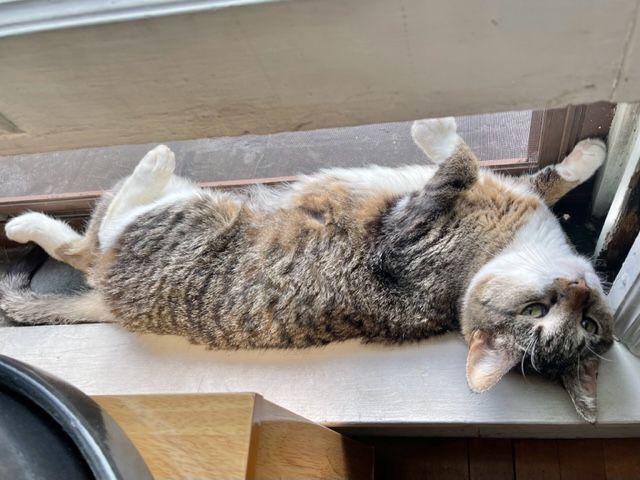 Daisy, a Adopted Domestic Short Hair in Milwaukee, WI image 4/12