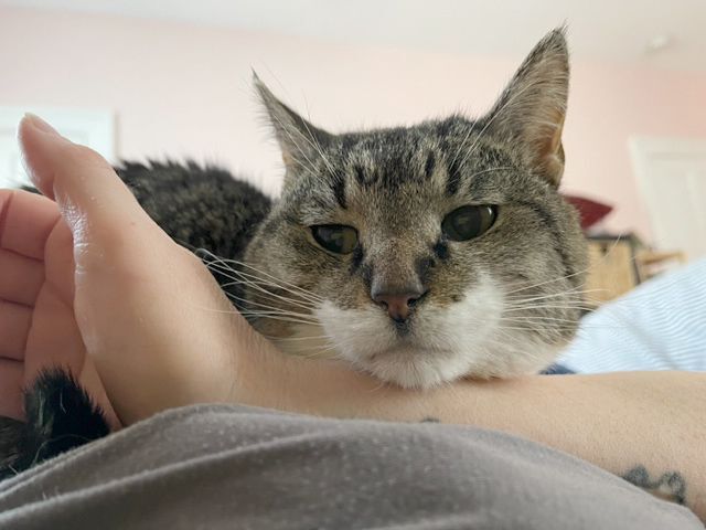 Daisy, a Adopted Domestic Short Hair in Milwaukee, WI image 5/12