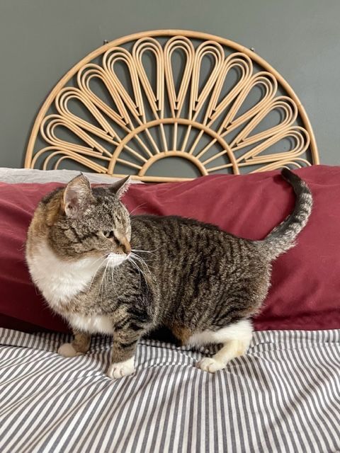 Daisy, a Adopted Domestic Short Hair in Milwaukee, WI image 6/12