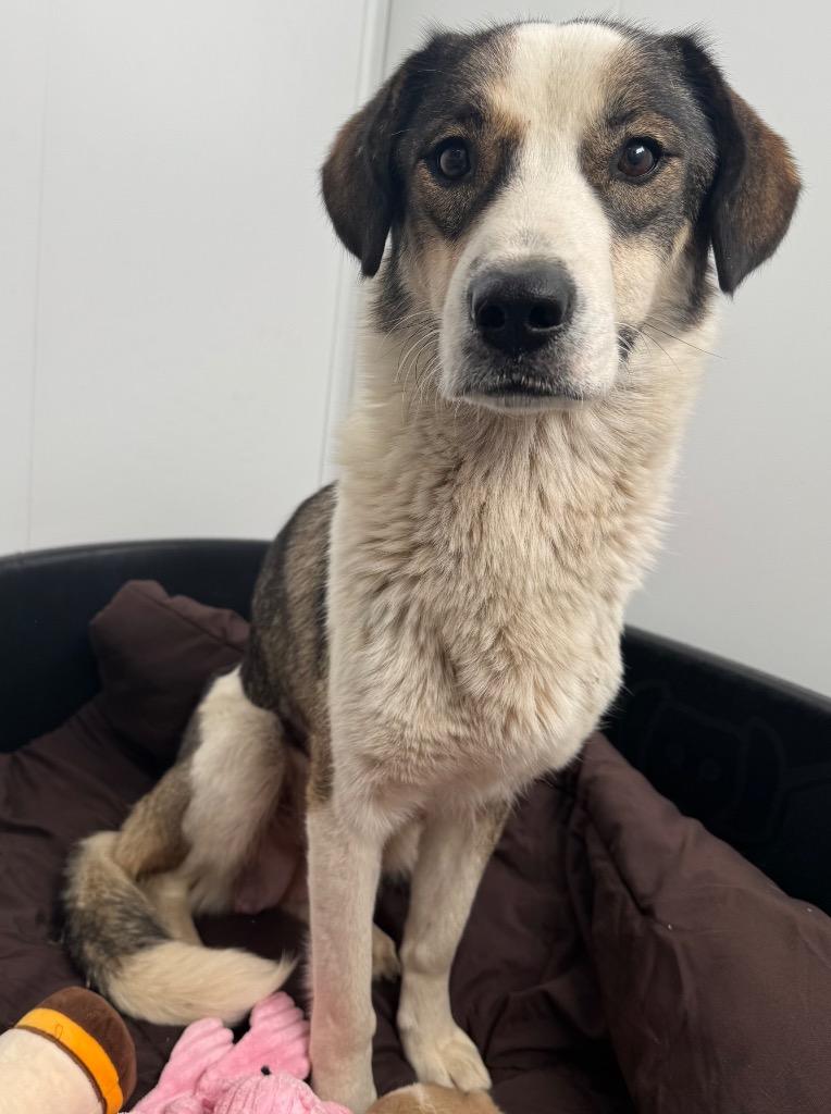 Octavia, Adoptable, Young Female Shepherd.