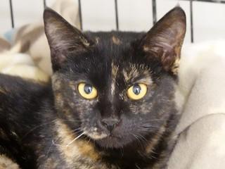Cocoa, a ADOPTABLE mixed breed in Anaconda, MT image 3/3