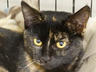 Cocoa, ADOPTABLE, Young Female Domestic Medium Hair & Tortoiseshell.
