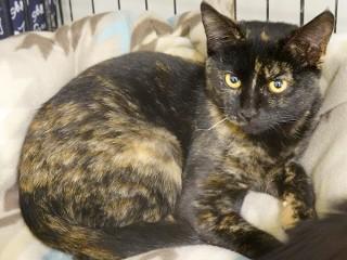 Cocoa, a ADOPTABLE mixed breed in Anaconda, MT image 2/3