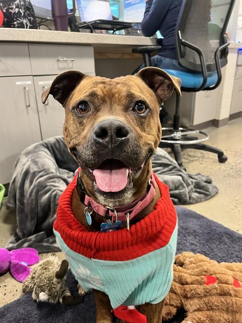 Enlarge SUNNIE, a Adoptable mixed breed in Leesburg, VA image 1/1