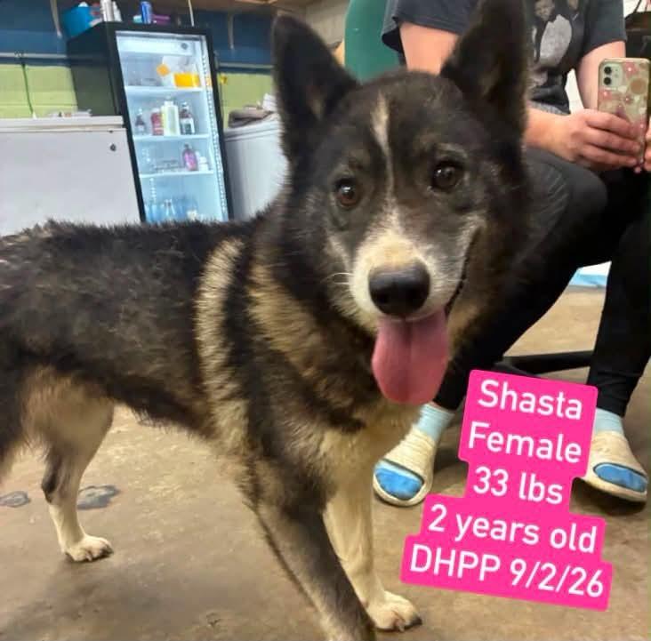 Azula, Adoptable, Young Female Shiba Inu & Husky.