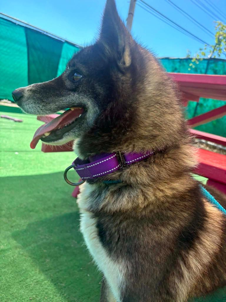 Enlarge Azula, a Adoptable mixed breed in Warren, MI image 2/5