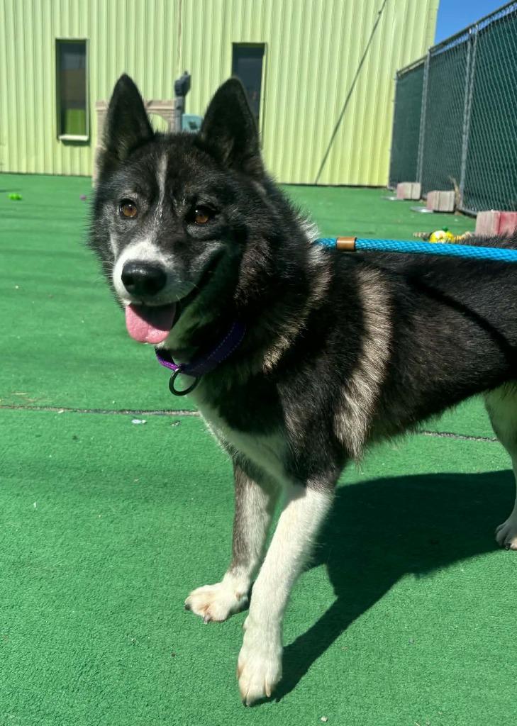 Enlarge Azula, a Adoptable mixed breed in Warren, MI image 3/5