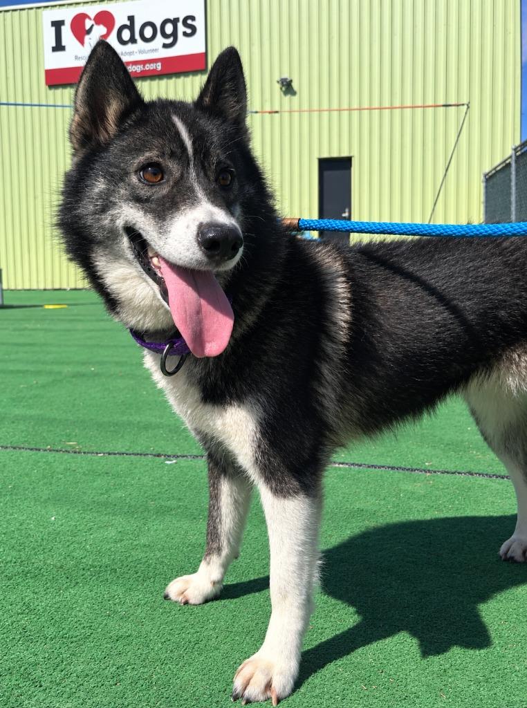 Enlarge Azula, a Adoptable mixed breed in Warren, MI image 4/5