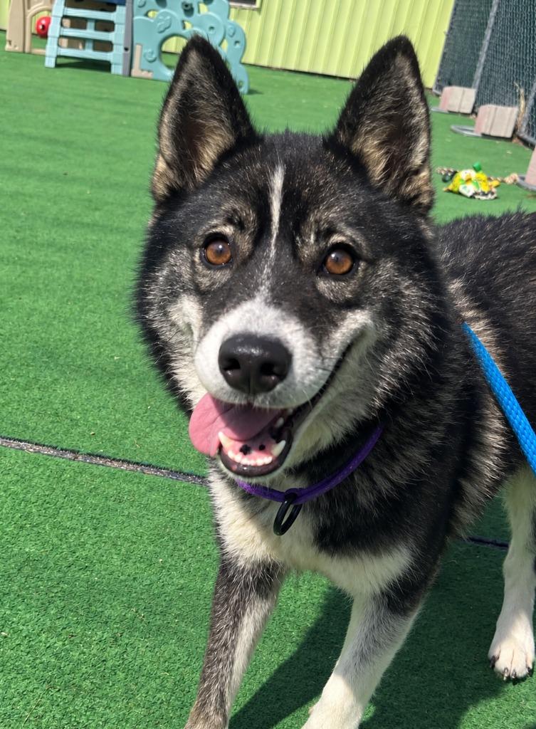 Enlarge Azula, a Adoptable mixed breed in Warren, MI image 5/5