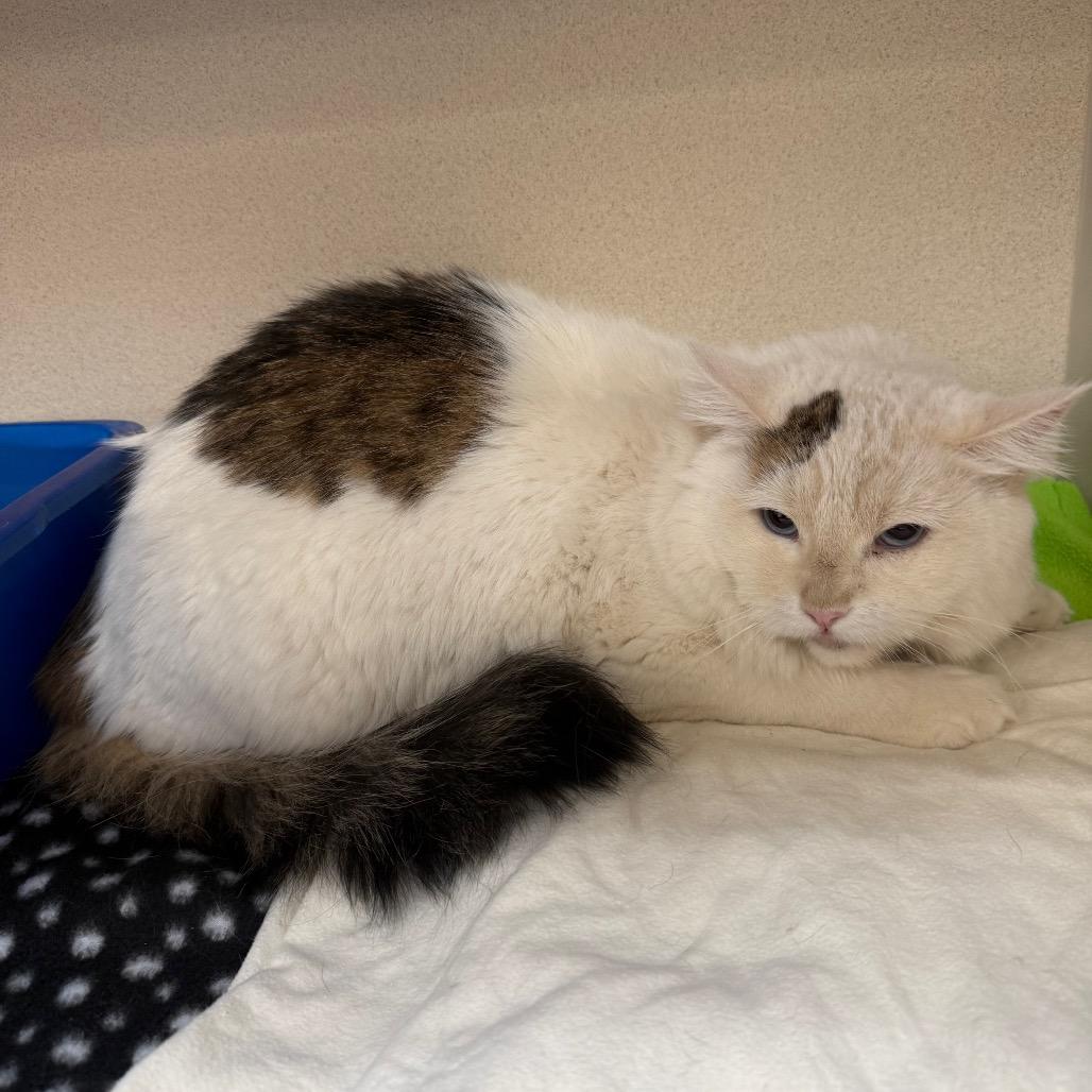 Marley, Adoptable, Adult Male Domestic Long Hair.