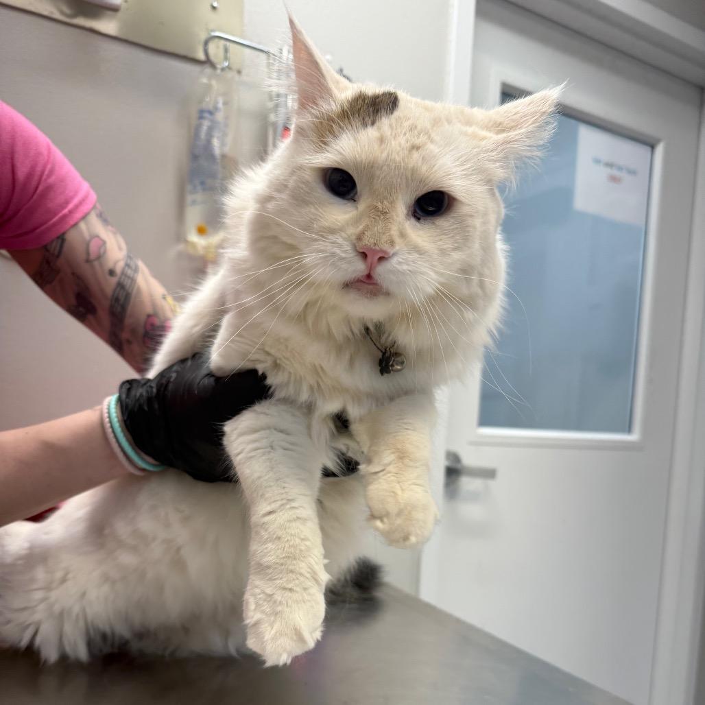 Enlarge Marley, a Adoptable Domestic Long Hair in Great Falls, MT image 2/4