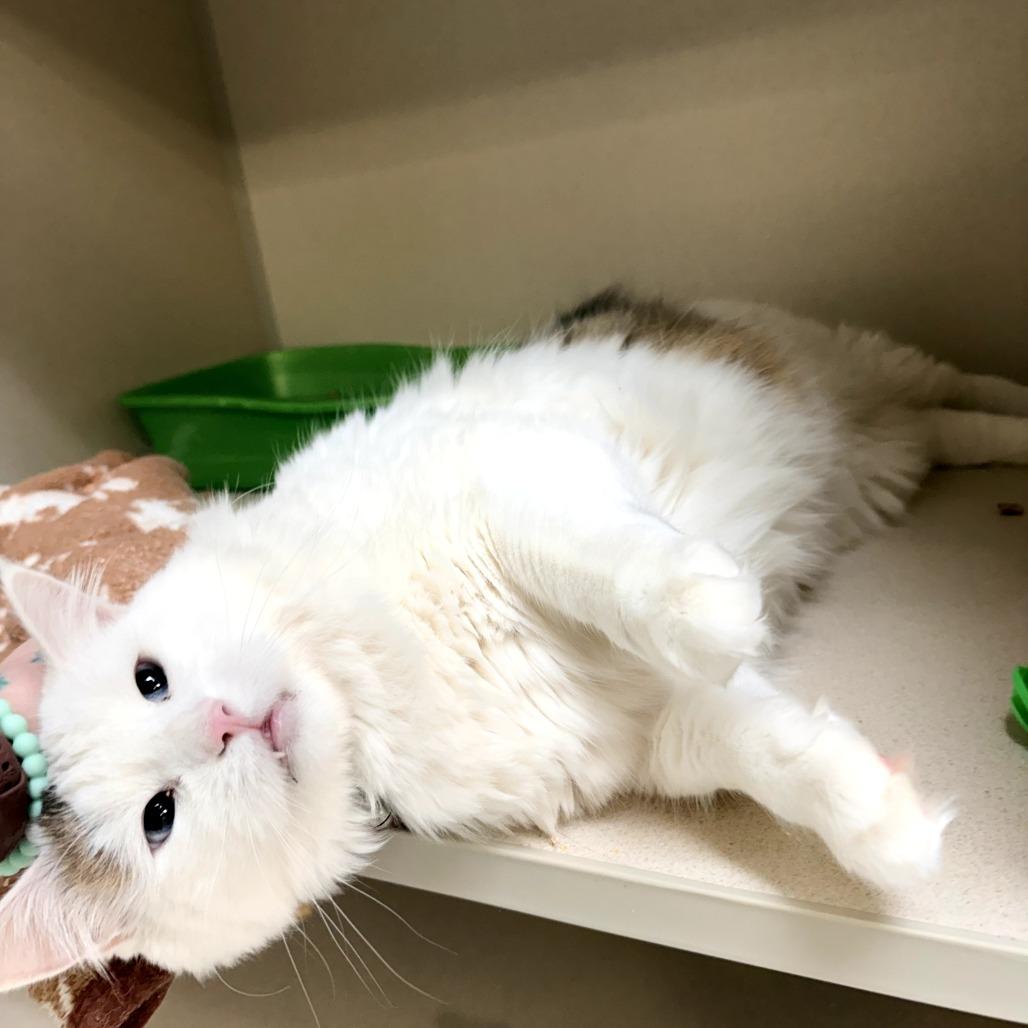 Enlarge Marley, a Adoptable Domestic Long Hair in Great Falls, MT image 3/4