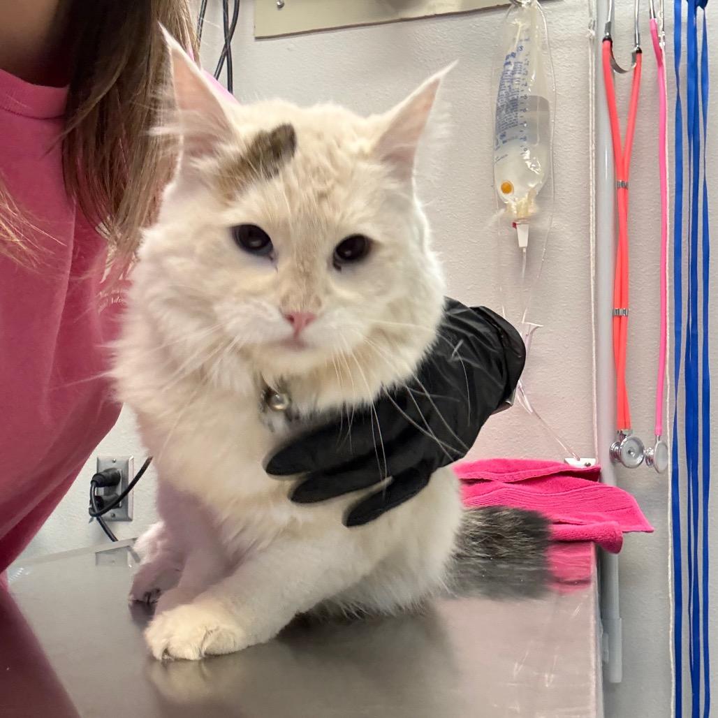 Enlarge Marley, a Adoptable Domestic Long Hair in Great Falls, MT image 4/4