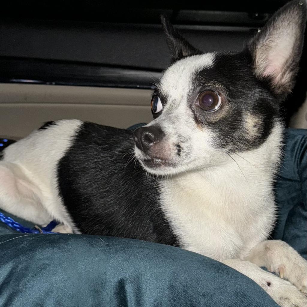 Taz, a Adoptable mixed breed in Hudson, IL image 1/6