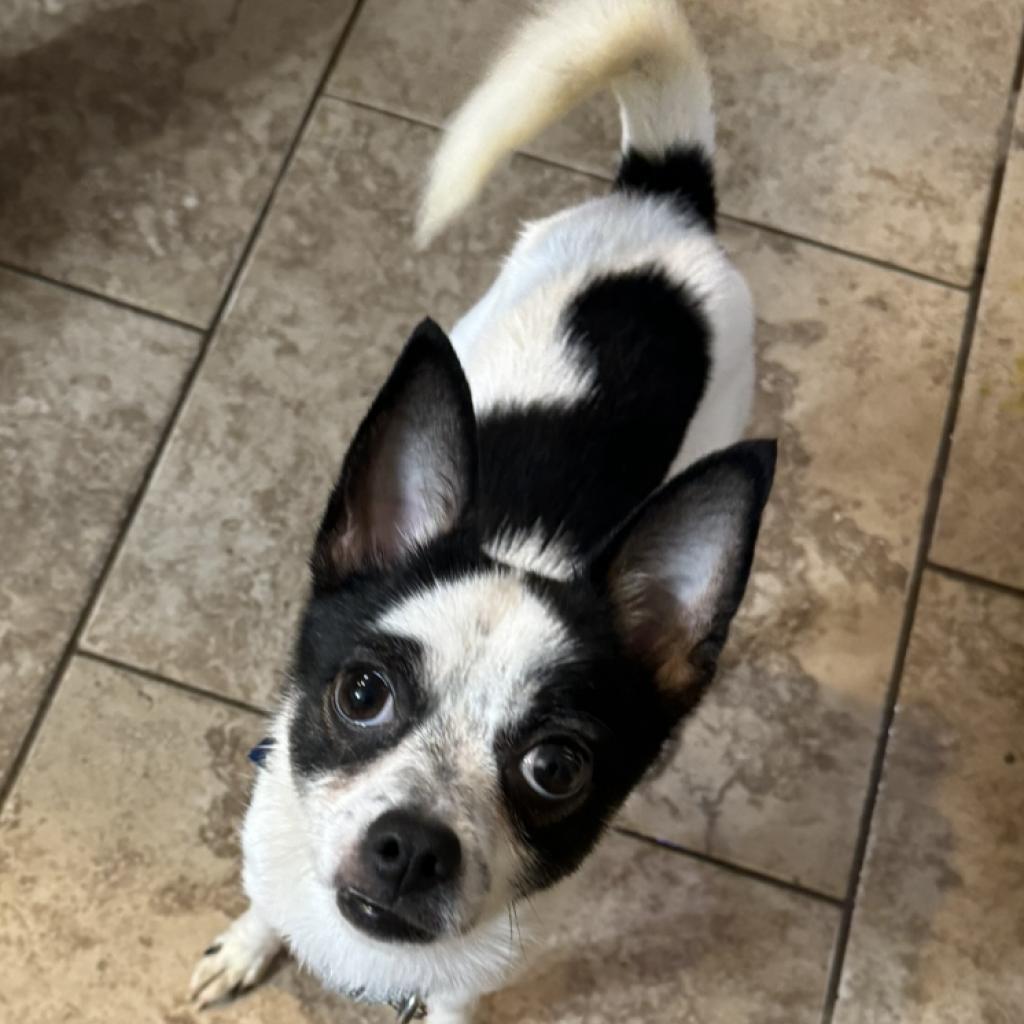 Taz, a Adoptable mixed breed in Hudson, IL image 2/6