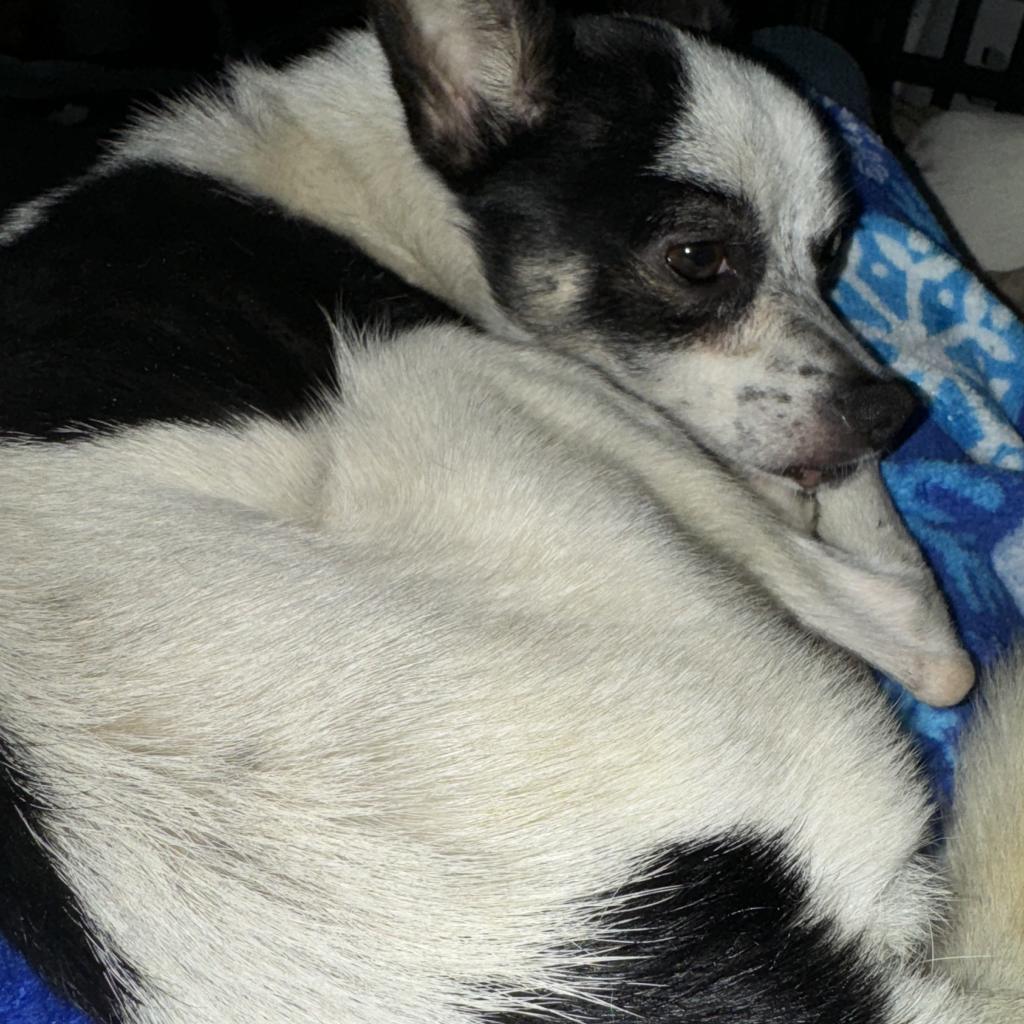 Taz, a Adoptable mixed breed in Hudson, IL image 3/6