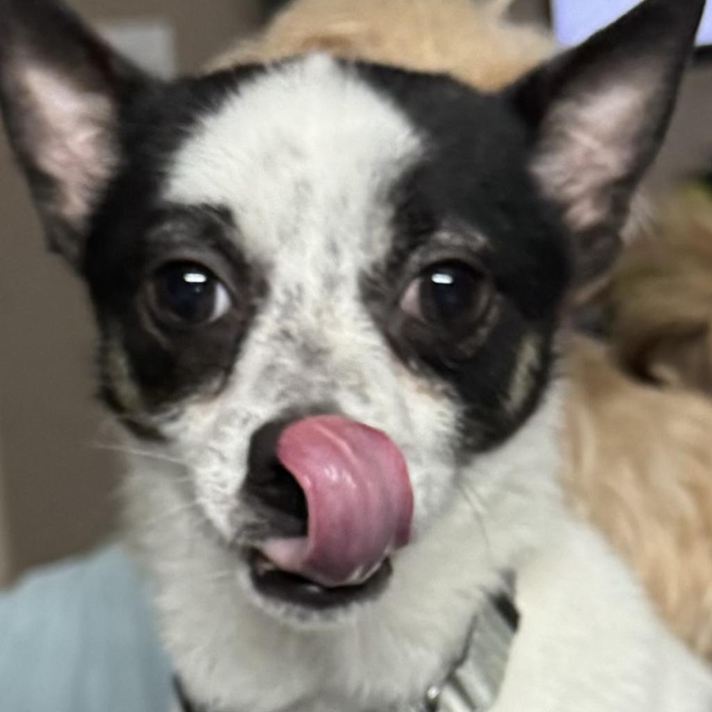 Taz, a Adoptable mixed breed in Hudson, IL image 4/6