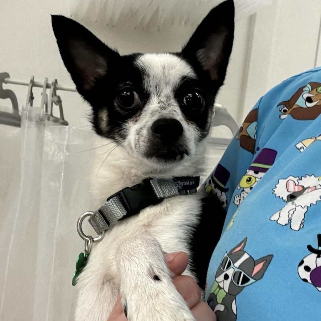 Taz, a Adoptable mixed breed in Hudson, IL image 5/6