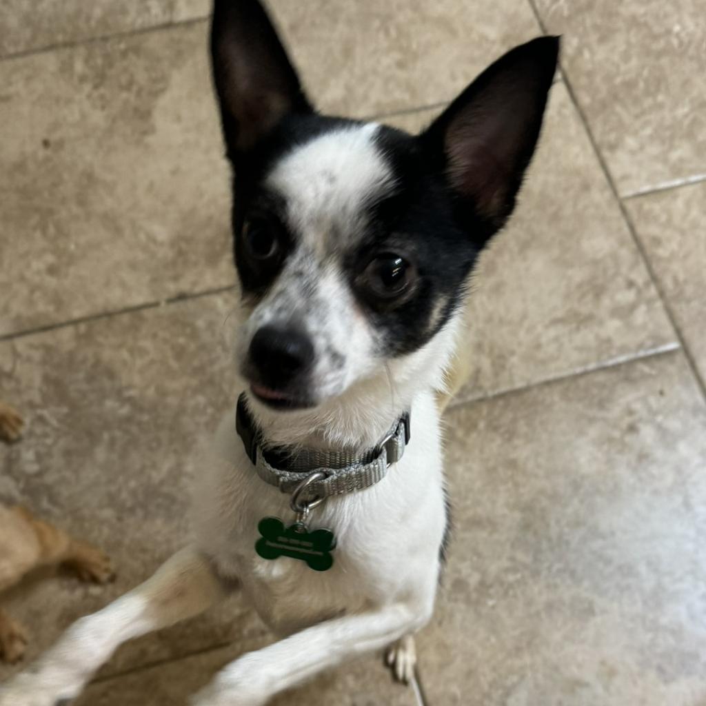 Taz, a Adoptable mixed breed in Hudson, IL image 6/6