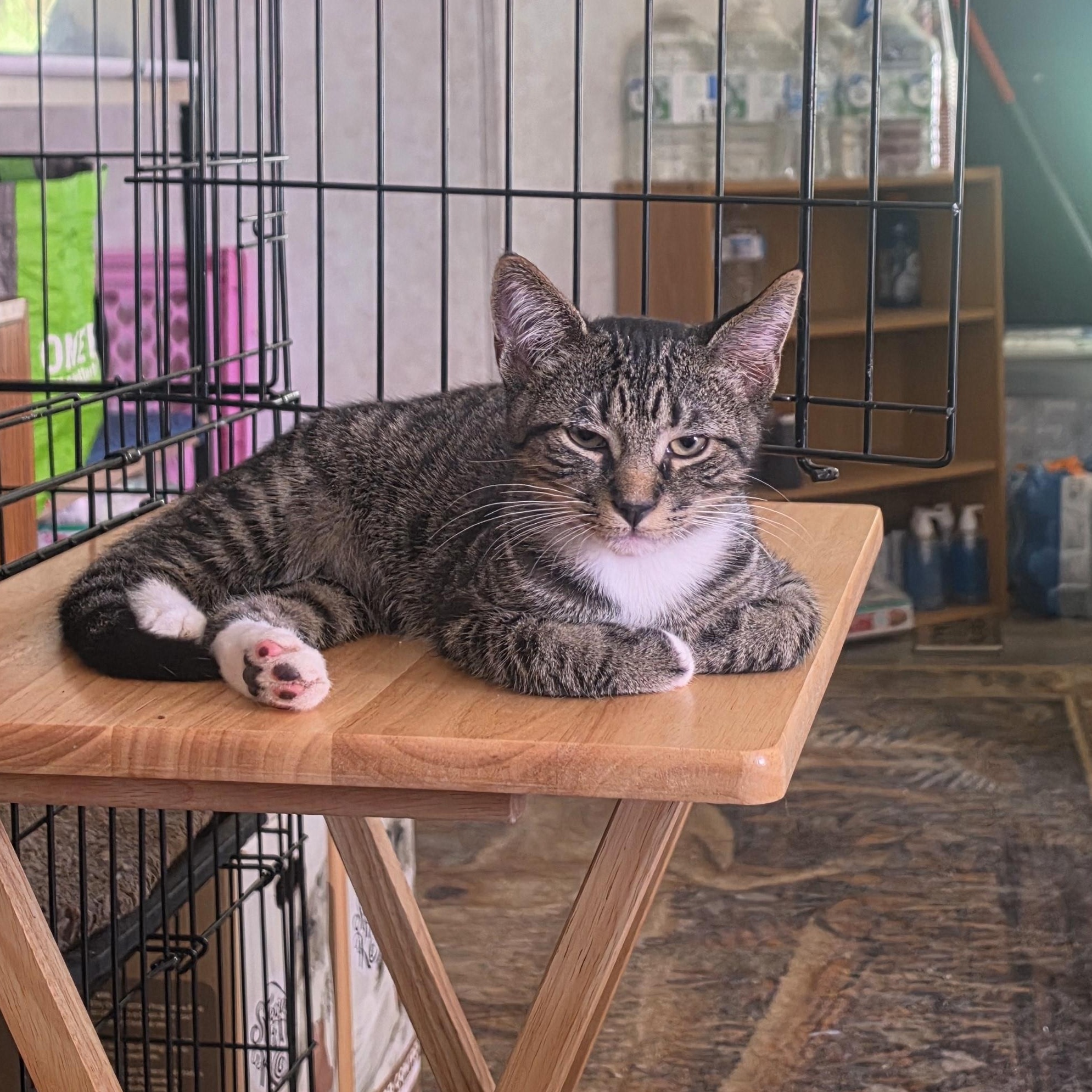 Ares, a Adoptable Domestic Short Hair in Hickory, NC image 2/6