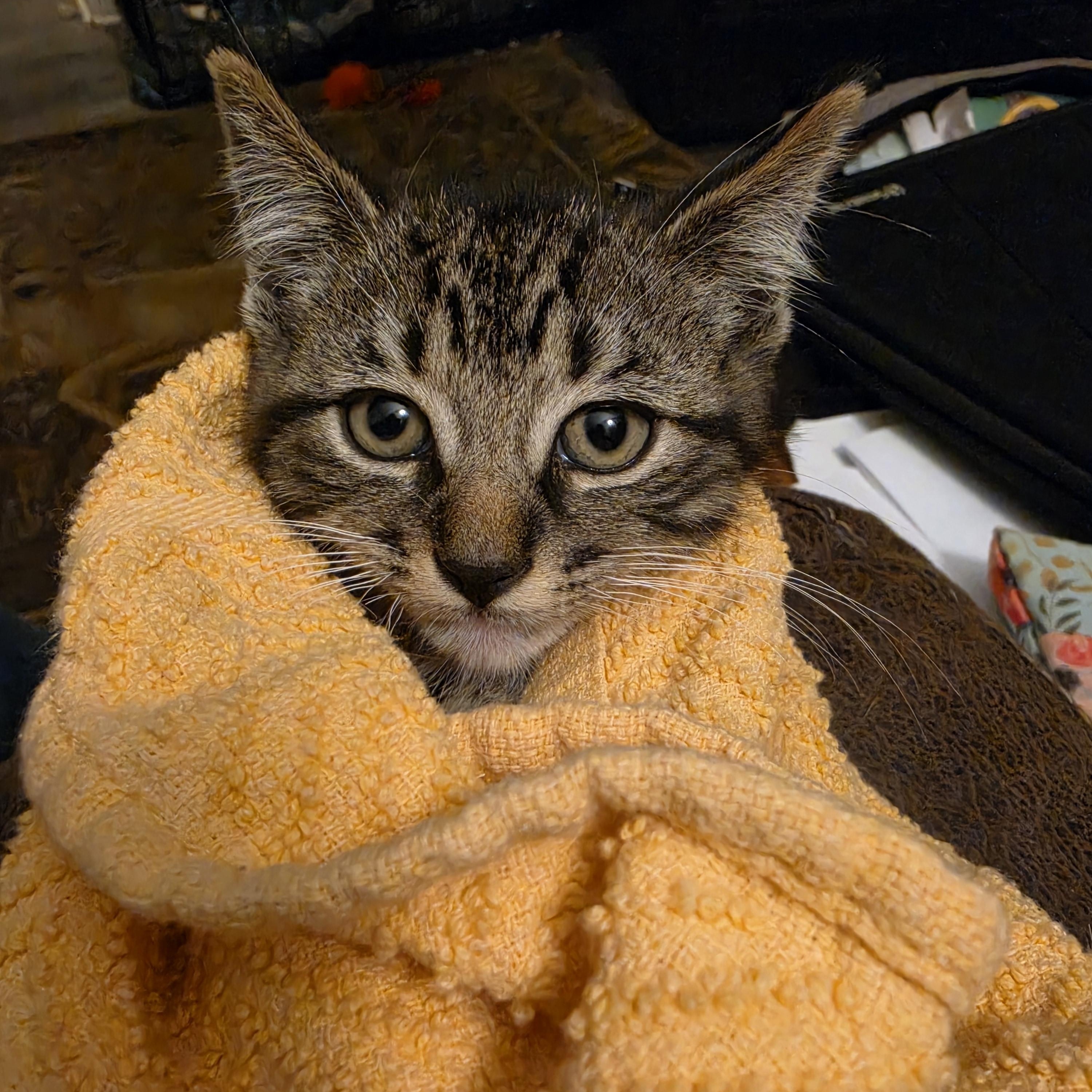Ares, a Adoptable Domestic Short Hair in Hickory, NC image 2/4