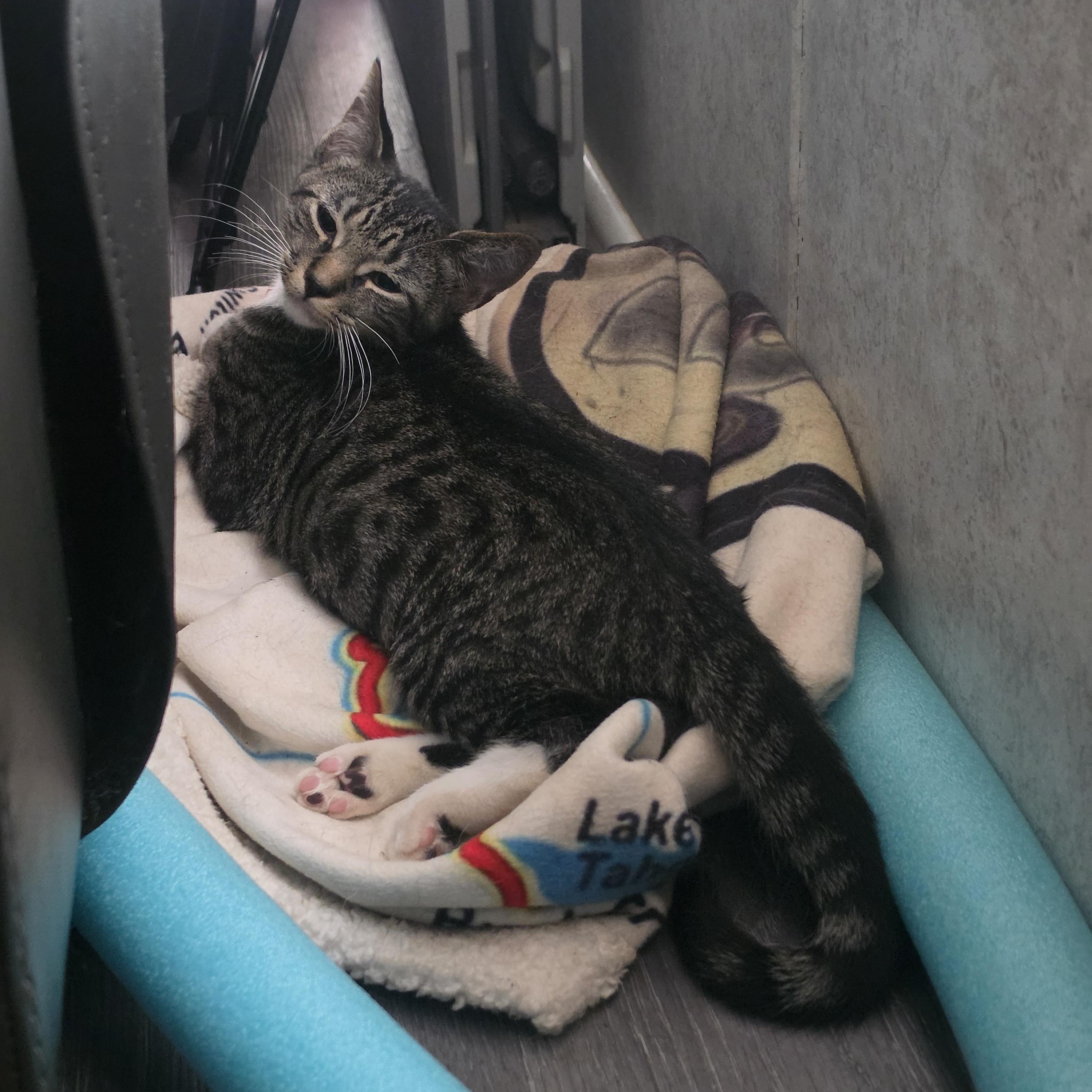 Ares, a Adoptable Domestic Short Hair in Hickory, NC image 3/6