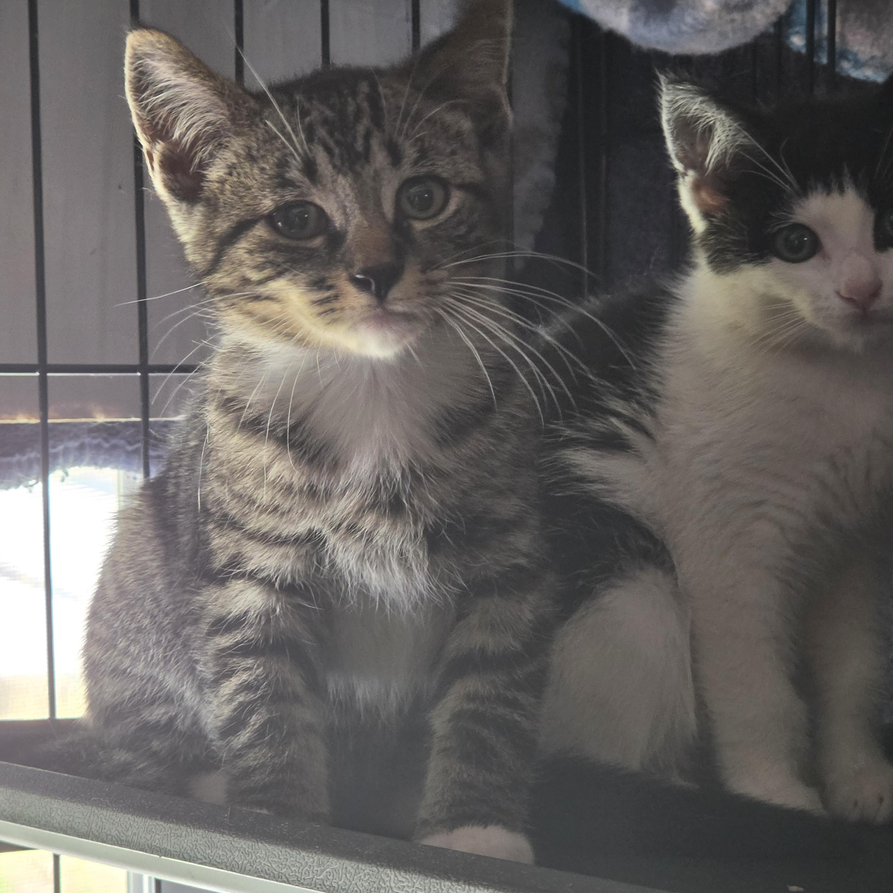 Ares, Adoptable, Kitten Male Domestic Short Hair.