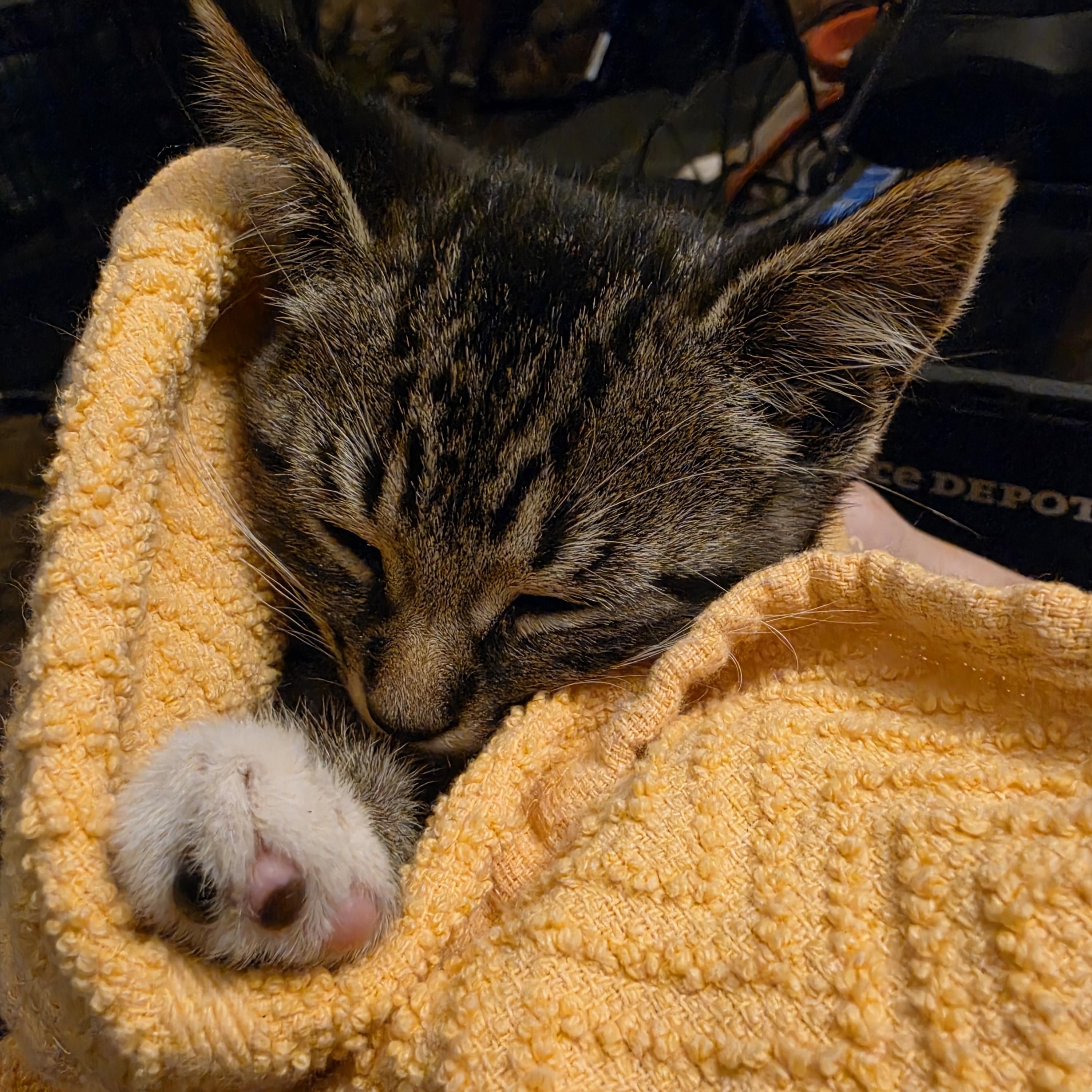 Ares, a Adoptable Domestic Short Hair in Hickory, NC image 3/4
