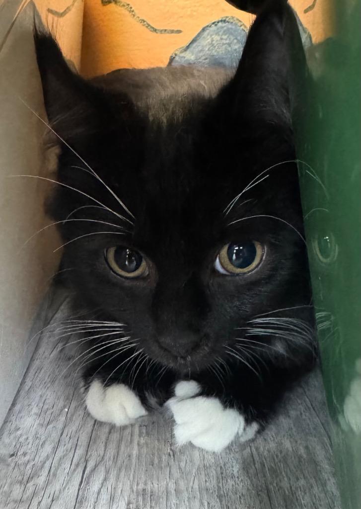 Enlarge Penn, a Adoptable mixed breed in Winnipeg, MB image 1/2