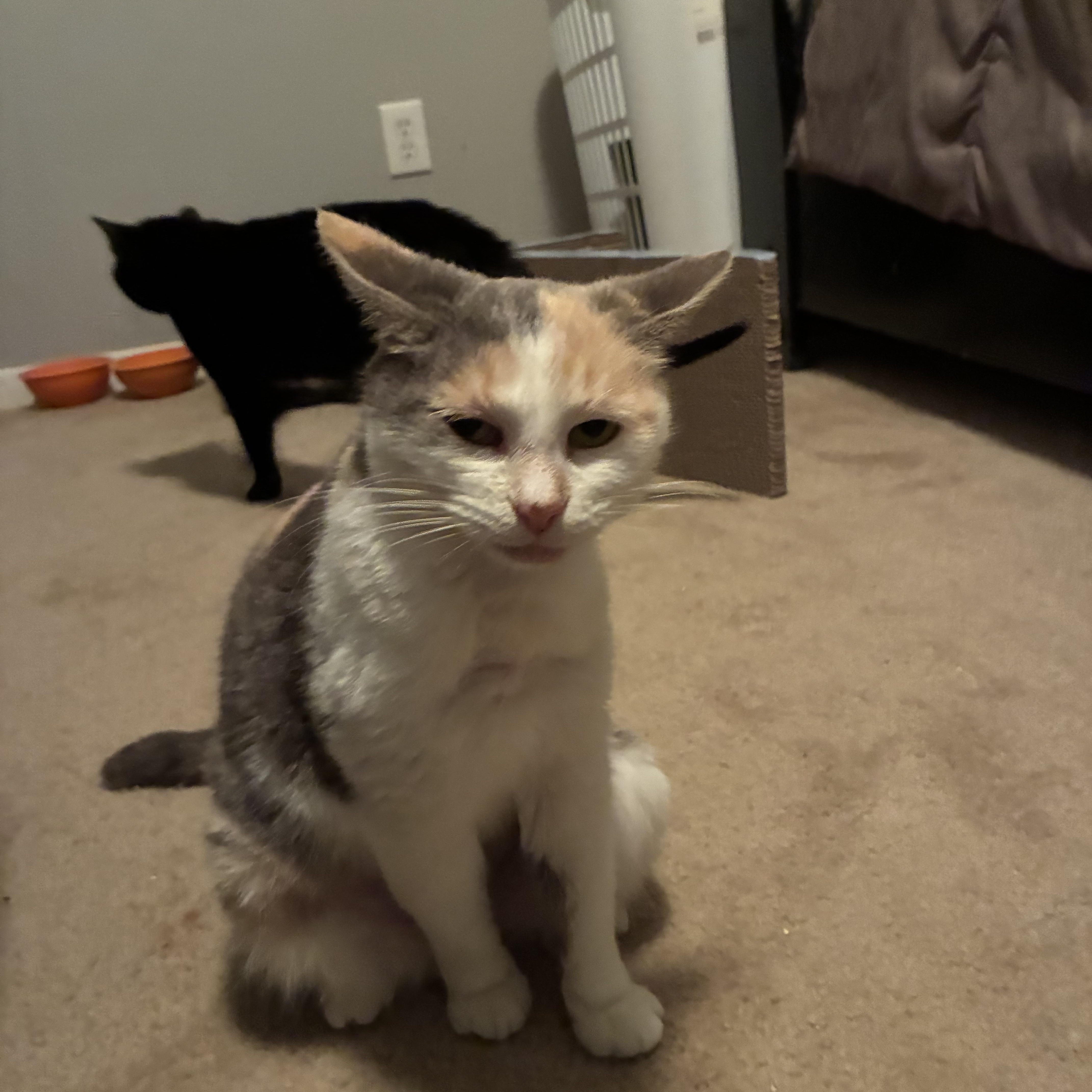 Cindie Lou, a ADOPTABLE Domestic Short Hair in Huffman, TX image 4/4