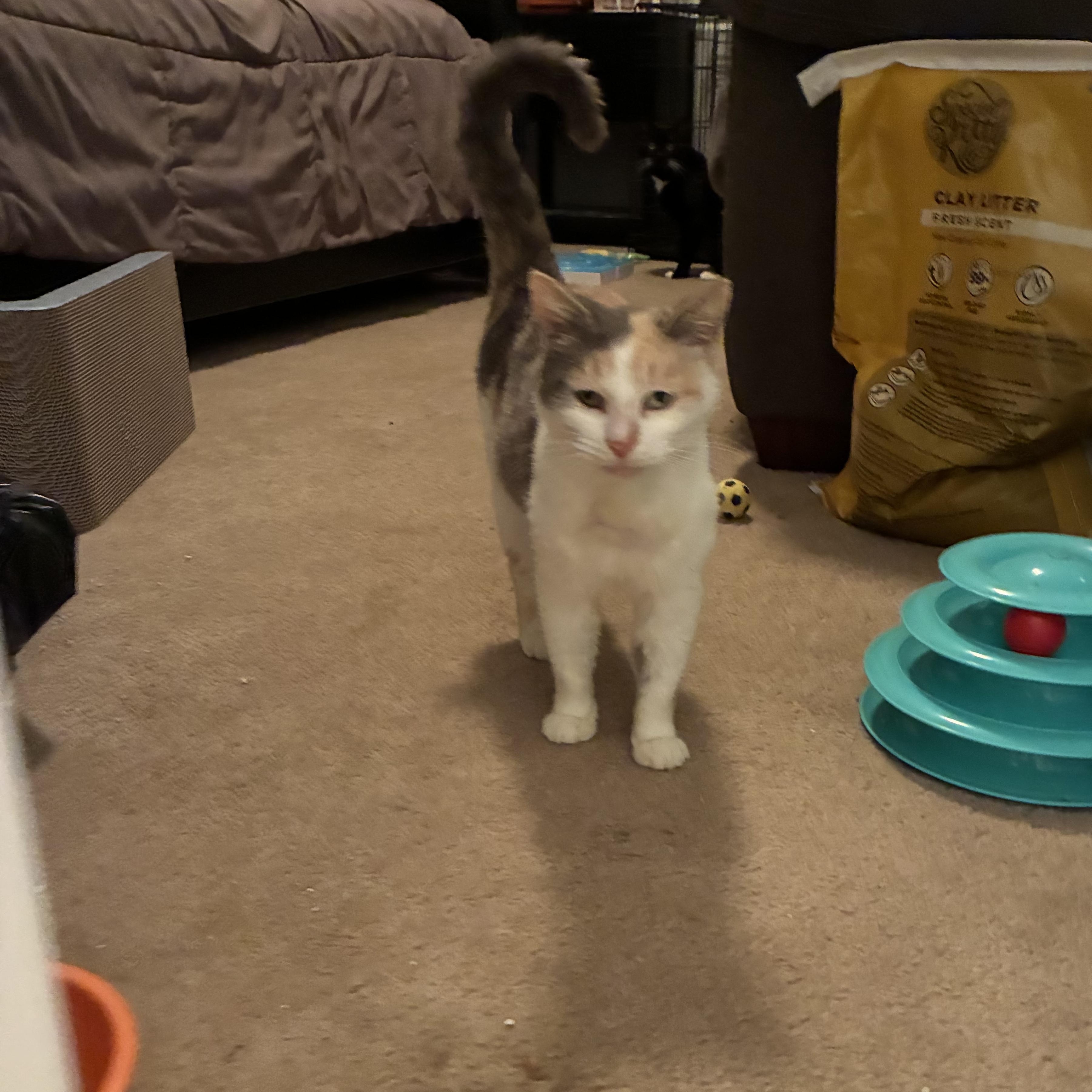 Cindie Lou, a ADOPTABLE Domestic Short Hair in Huffman, TX image 3/4