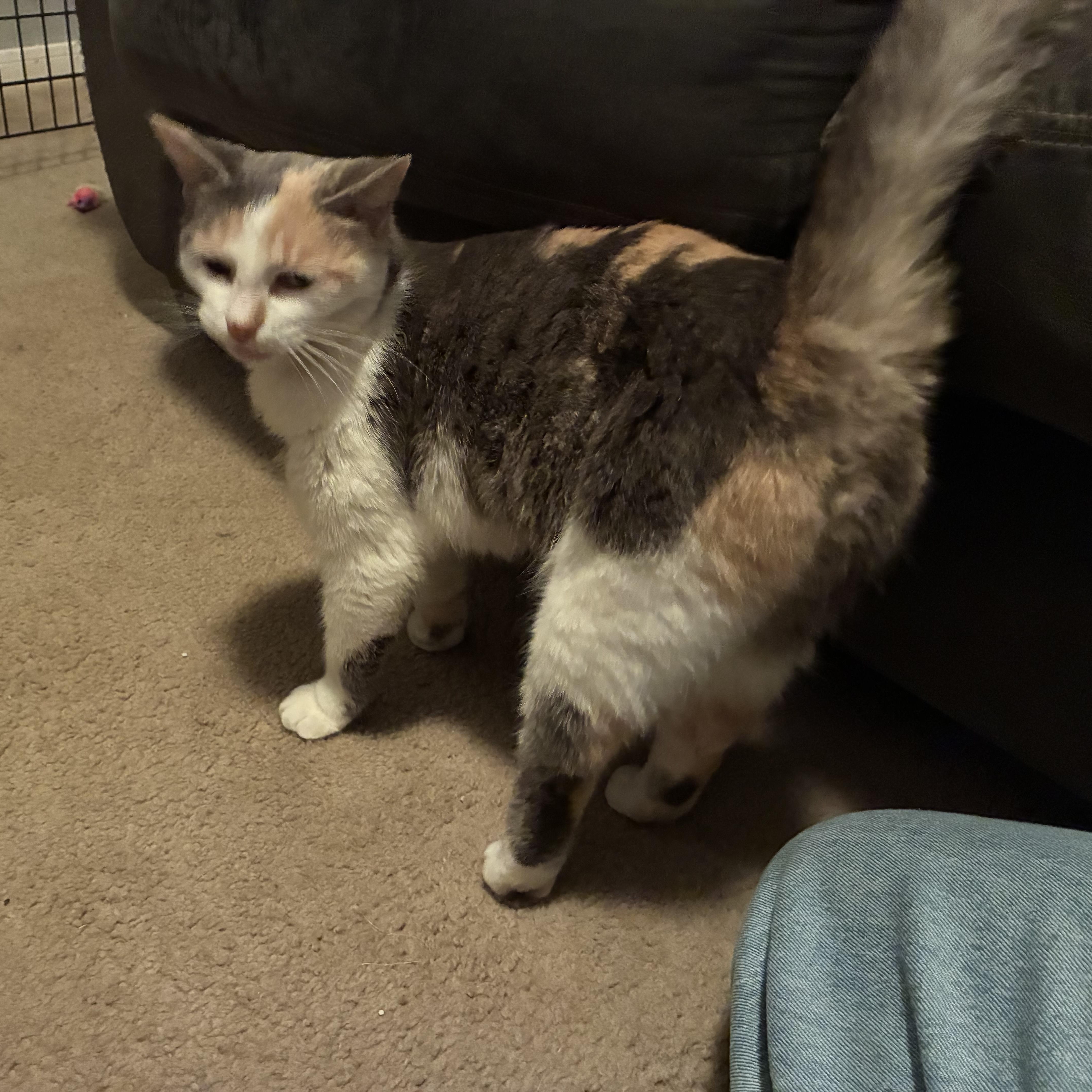 Cindie Lou, a ADOPTABLE Domestic Short Hair in Huffman, TX image 1/4