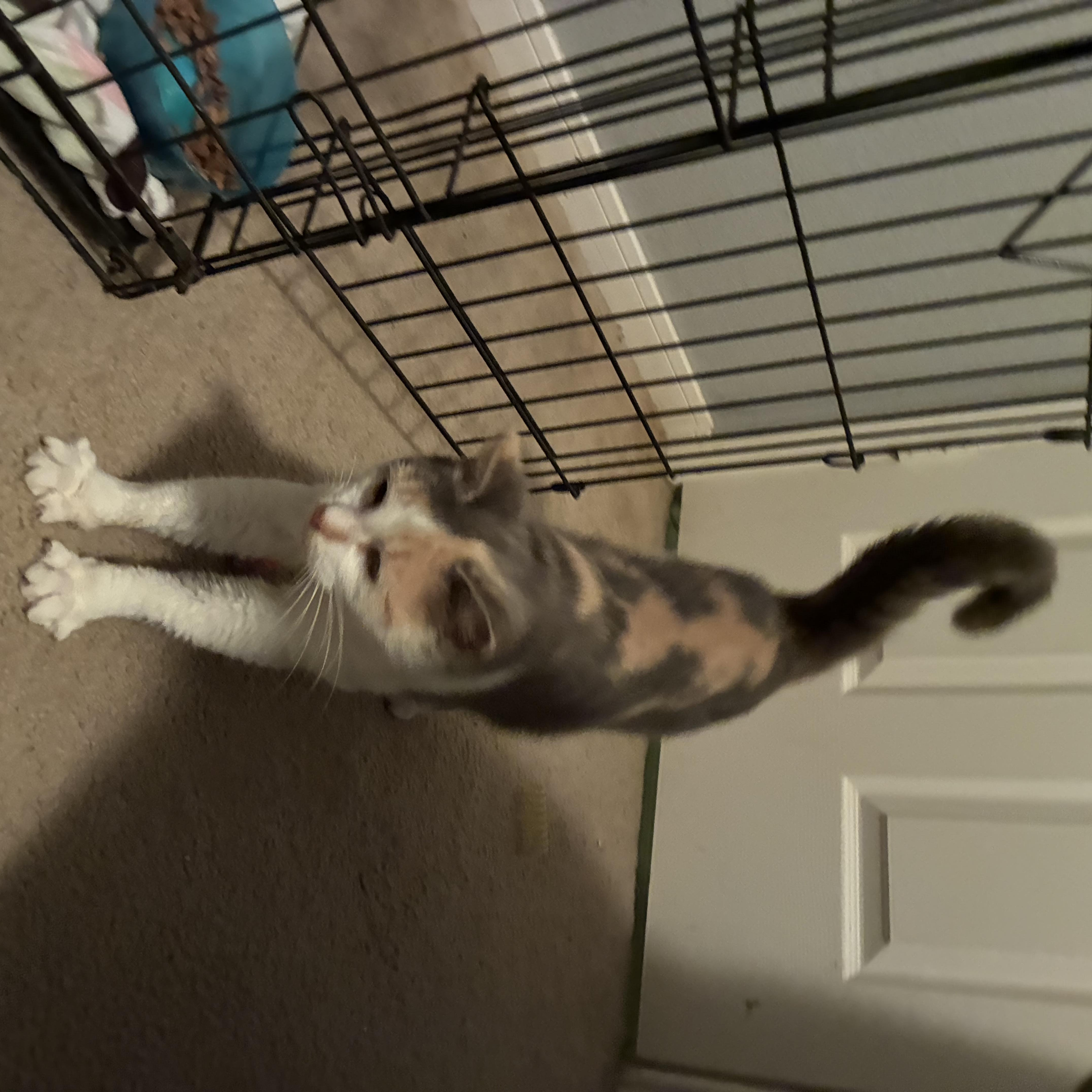 Cindie Lou, a ADOPTABLE Domestic Short Hair in Huffman, TX image 2/4