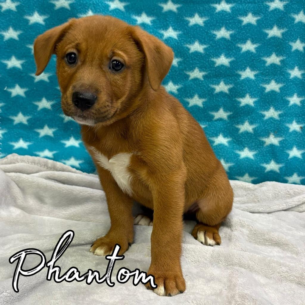 Phantom, Adoptable, Puppy Male Retriever & Mixed Breed.