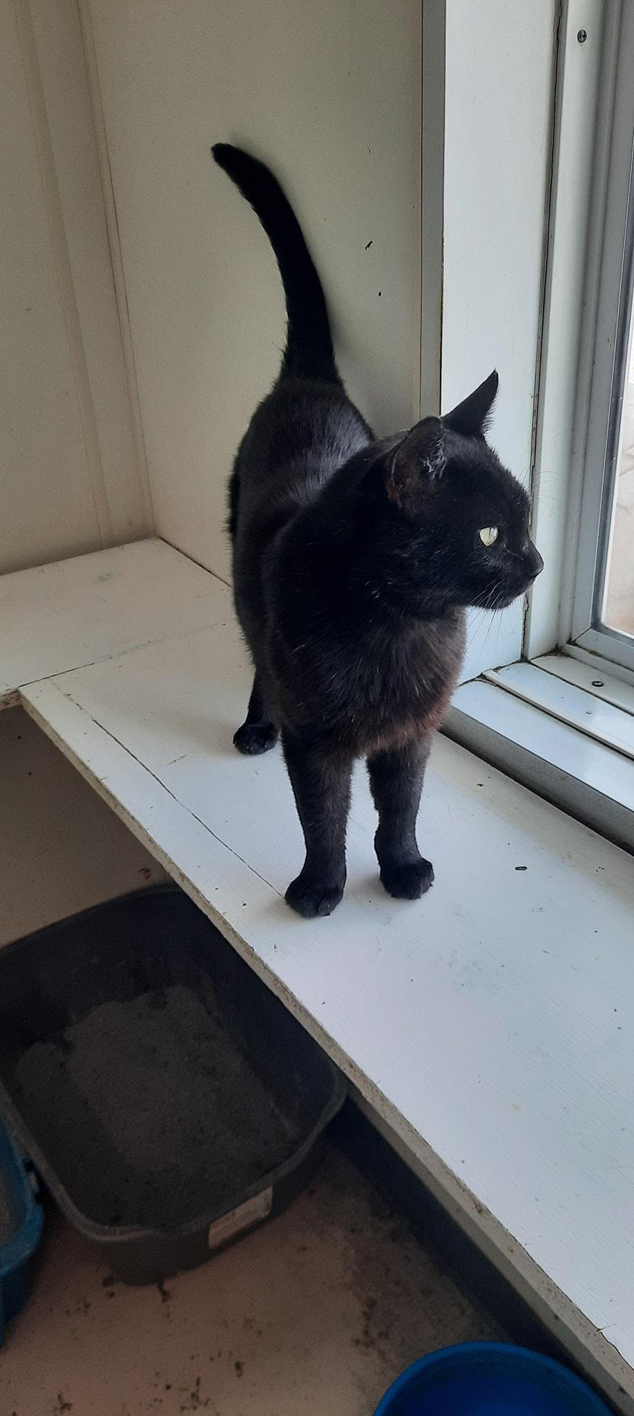 Poncho, a Adoptable mixed breed in Metropolis, IL image 2/3