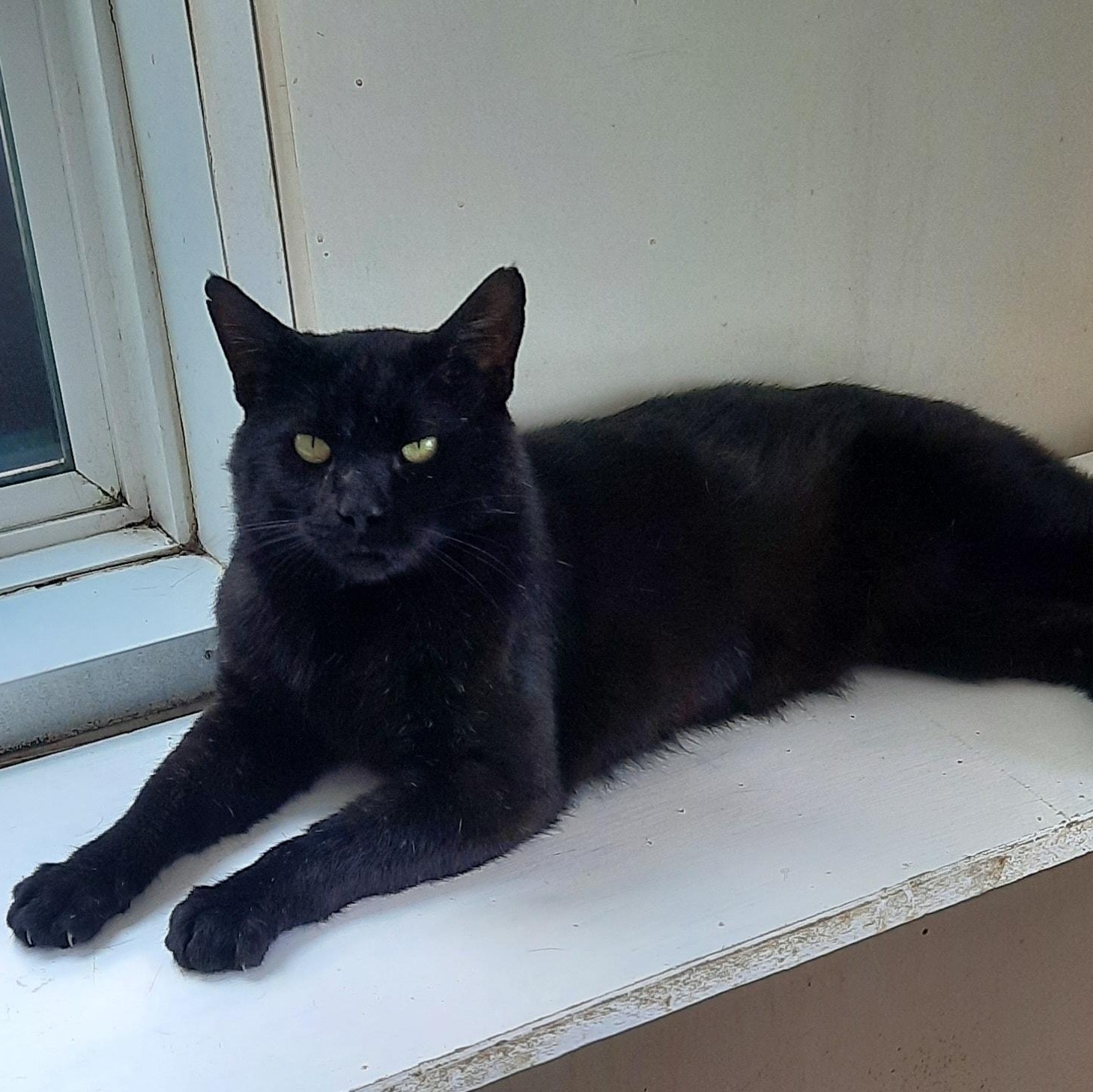 Poncho, Adoptable, Adult Male Domestic Short Hair.