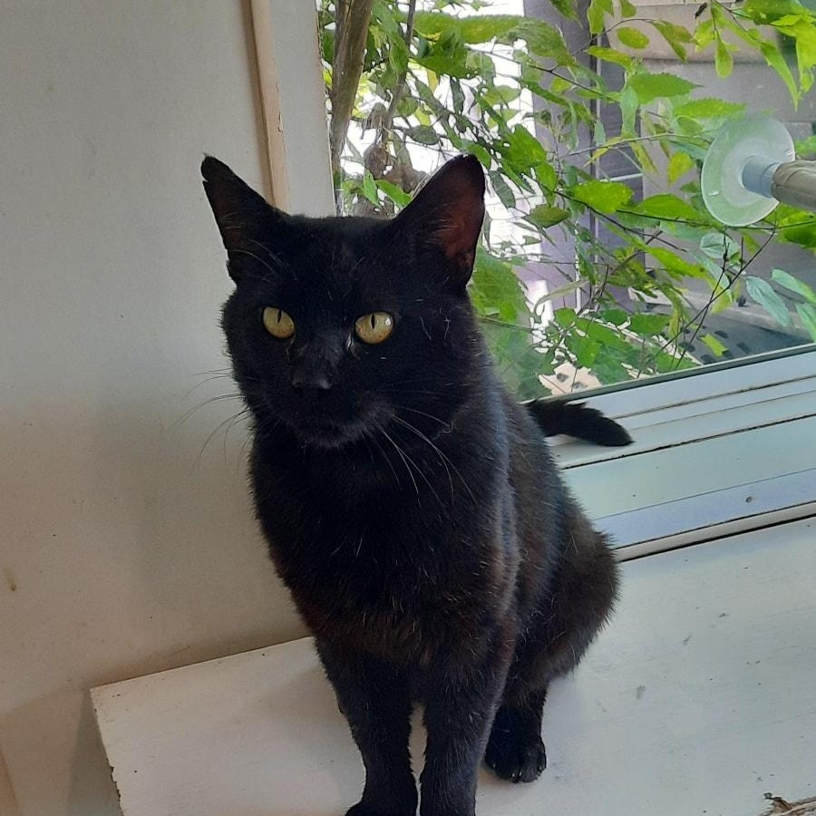 Poncho, a Adoptable mixed breed in Metropolis, IL image 3/3