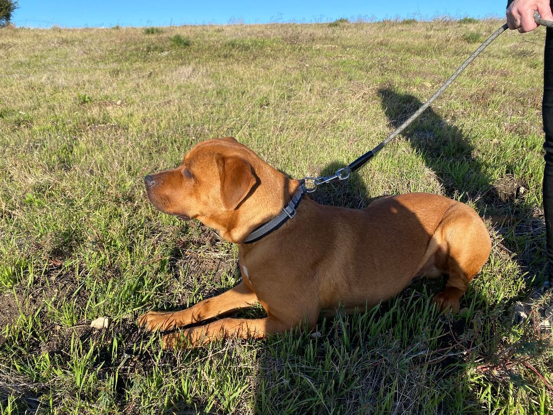 Enlarge Ollie, a Adoptable mixed breed in Rancho Palos Verdes, CA image 1/4
