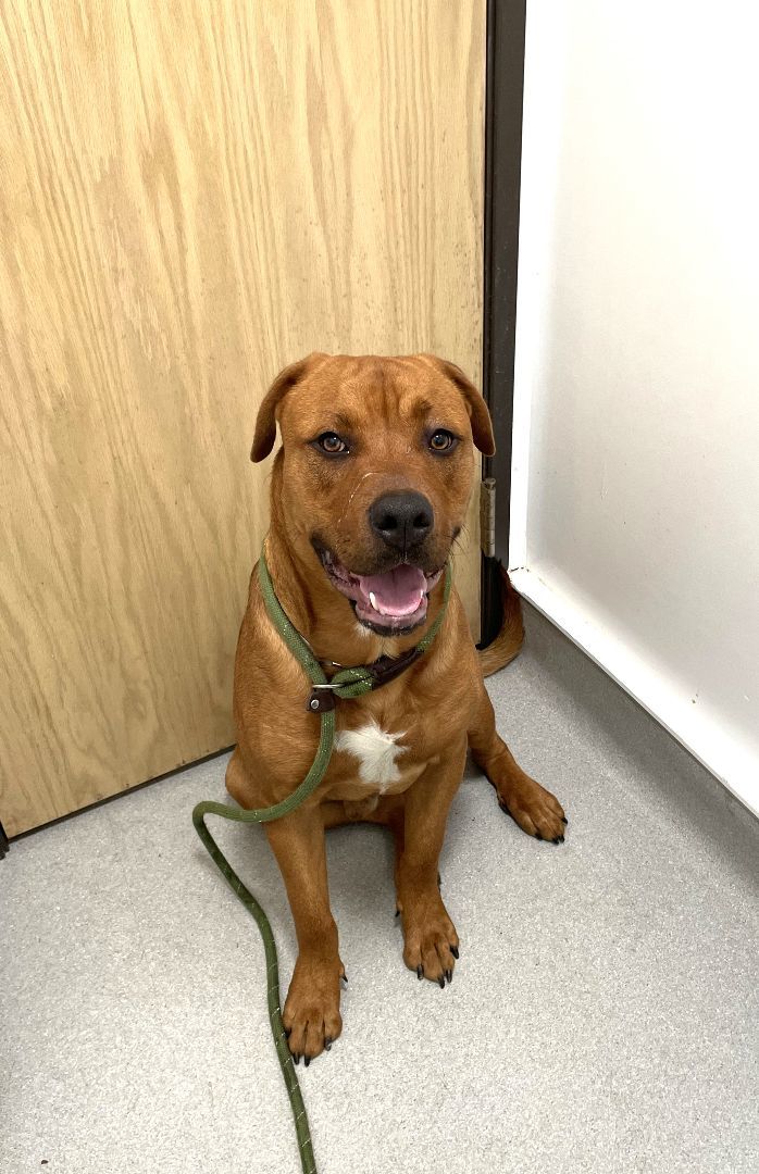 Enlarge Ollie, a Adoptable mixed breed in Rancho Palos Verdes, CA image 2/4