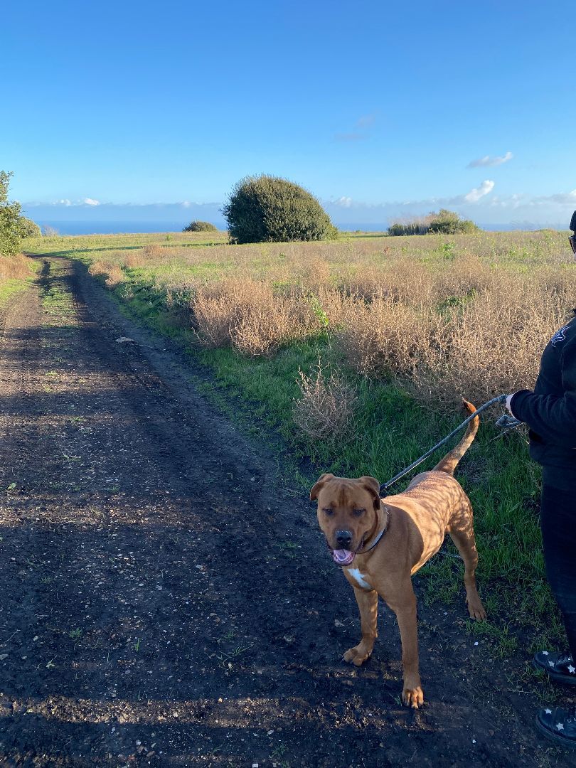 Enlarge Ollie, a Adoptable mixed breed in Rancho Palos Verdes, CA image 3/4