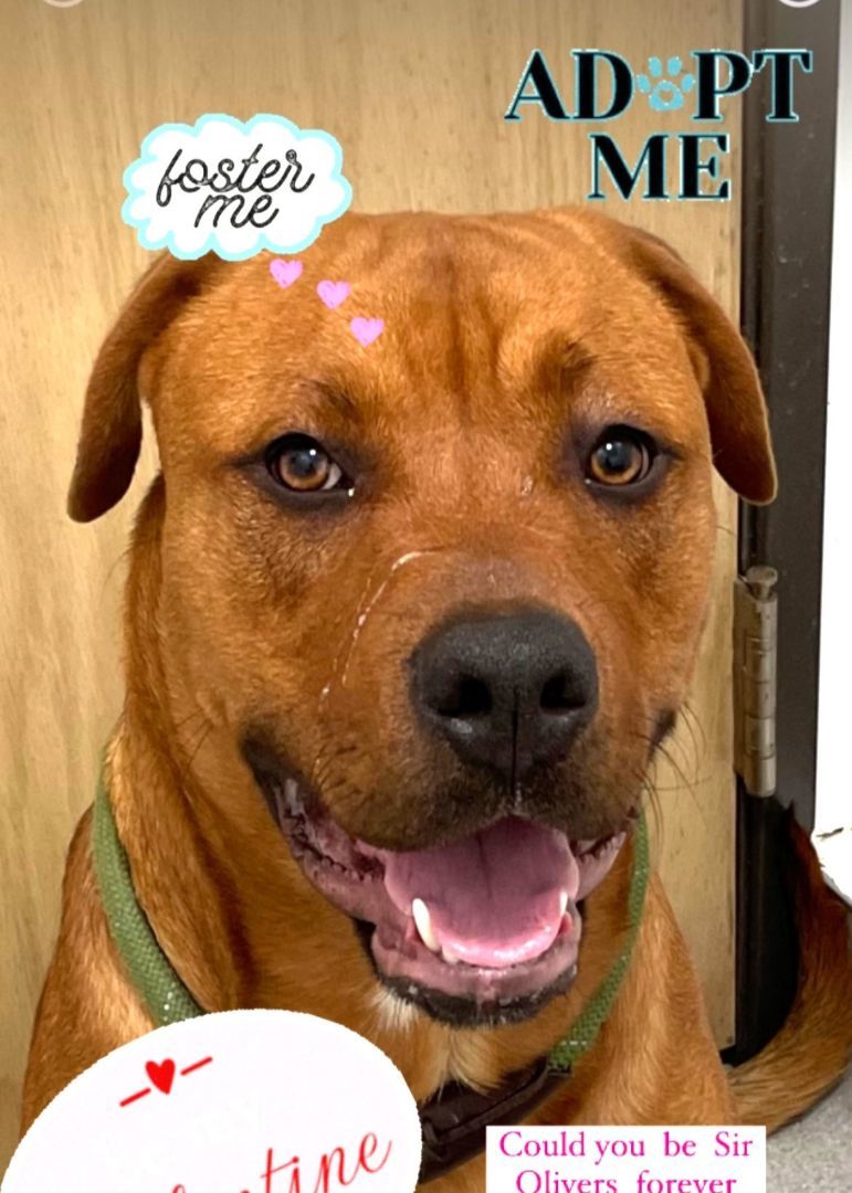 Enlarge Ollie, a Adoptable mixed breed in Rancho Palos Verdes, CA image 4/4