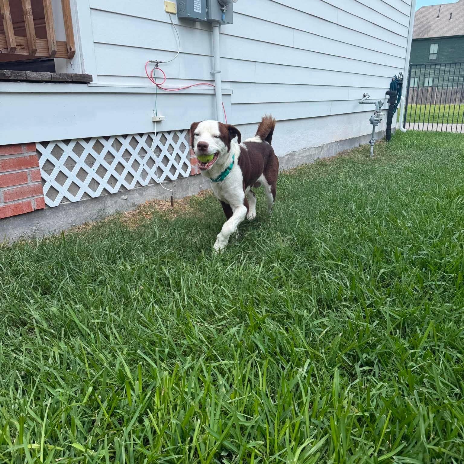 Enlarge Grandpa, a Adoptable mixed breed in Grand Rapids, MI image 4/5