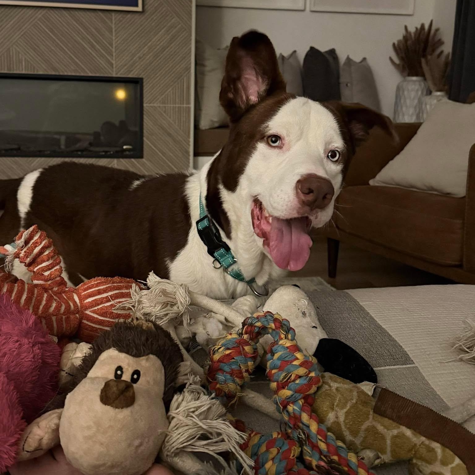 Enlarge Grandpa, a Adoptable mixed breed in Grand Rapids, MI image 5/5