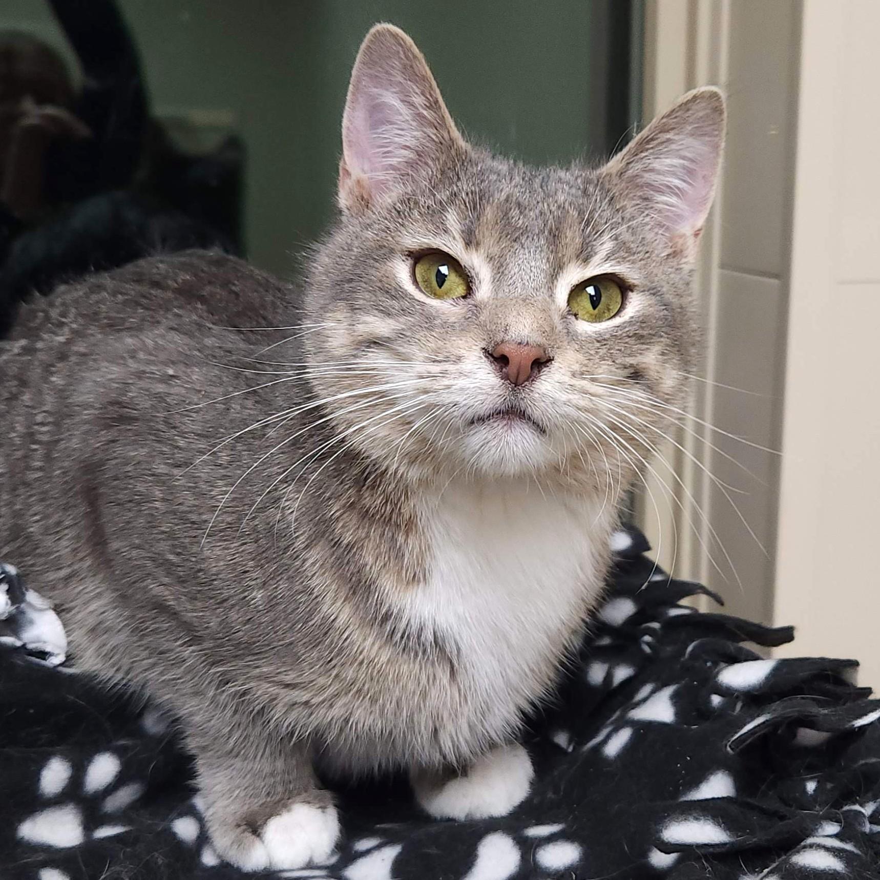 Enlarge Cake Roll, a Adoptable Domestic Short Hair in Marshfield, WI image 1/5