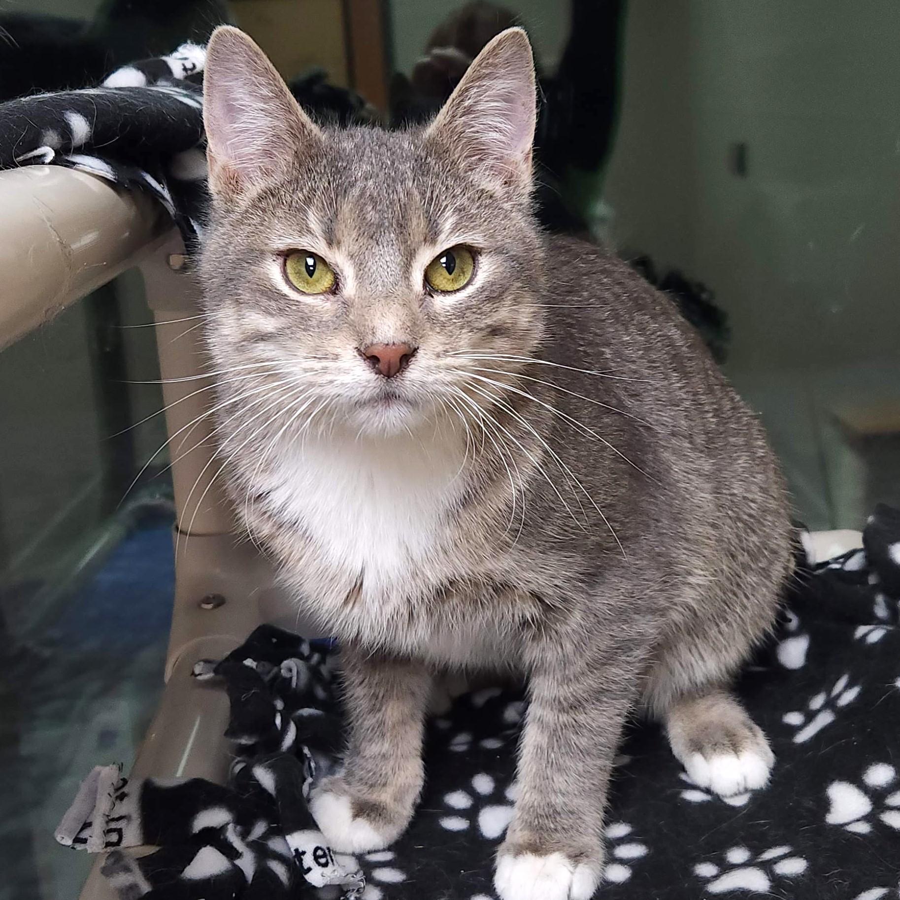 Enlarge Cake Roll, a Adoptable Domestic Short Hair in Marshfield, WI image 4/5