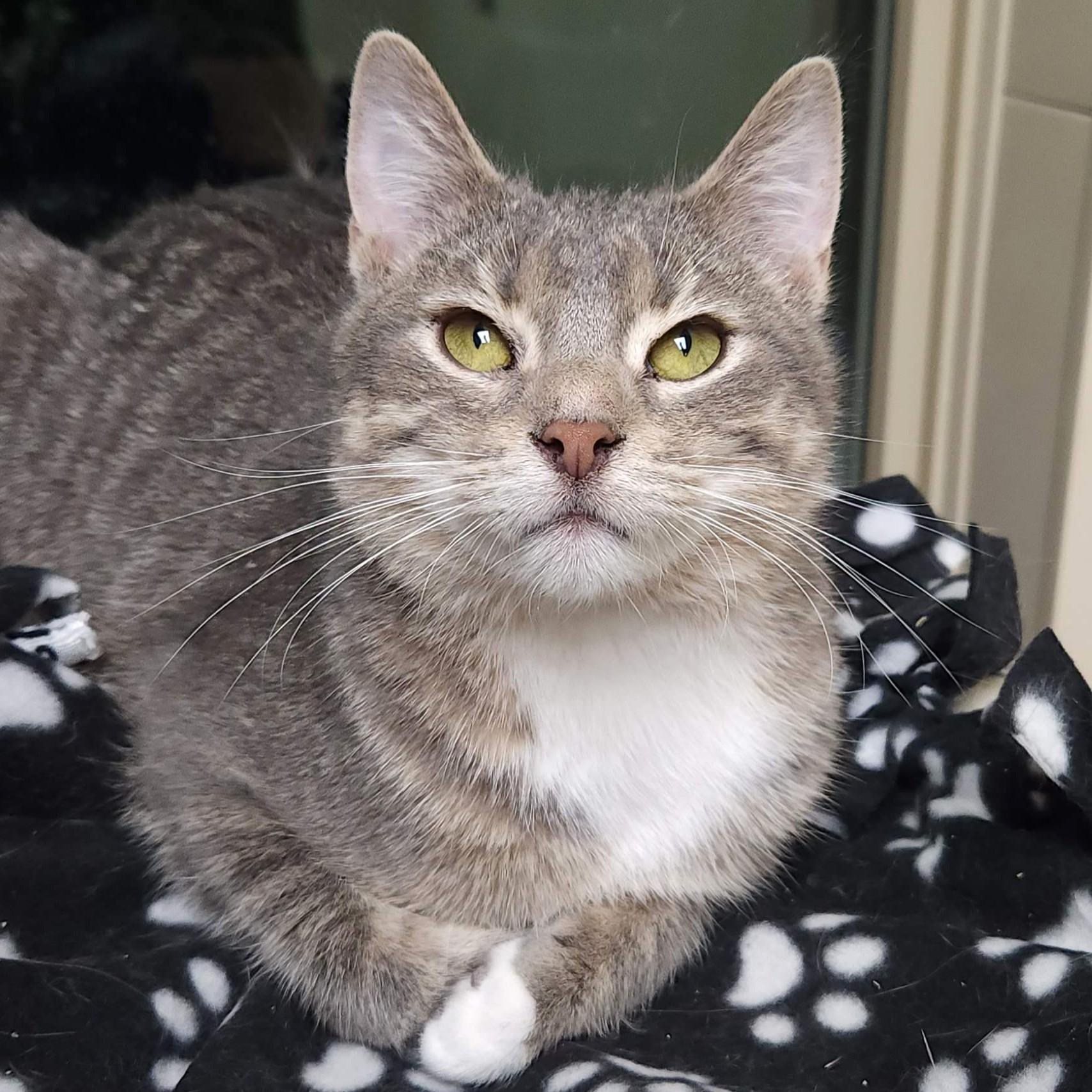 Enlarge Cake Roll, a Adoptable Domestic Short Hair in Marshfield, WI image 3/5