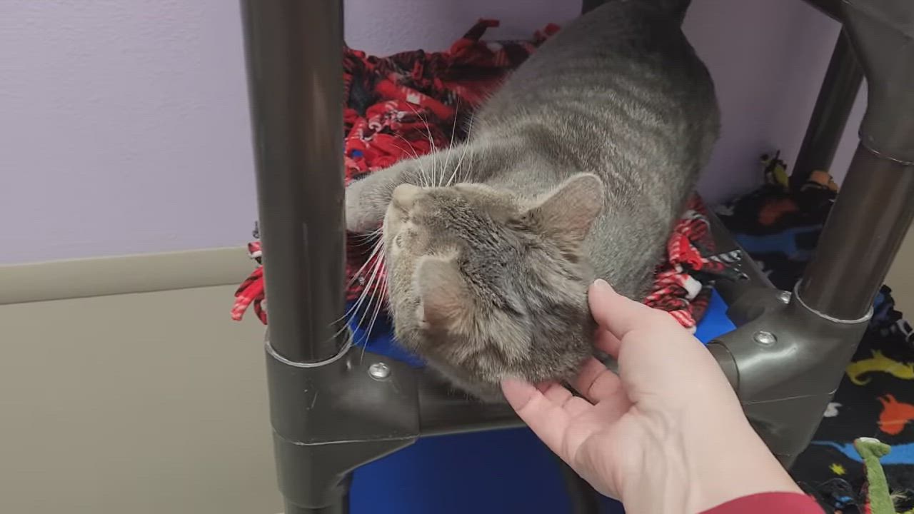 Enlarge Cake Roll, a Adoptable Domestic Short Hair in Marshfield, WI video 5/5